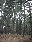 Monte_Gallo_Galvarina - 20100515 092.jpg